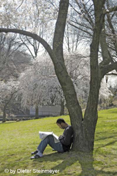 Cherry Blossoms 018